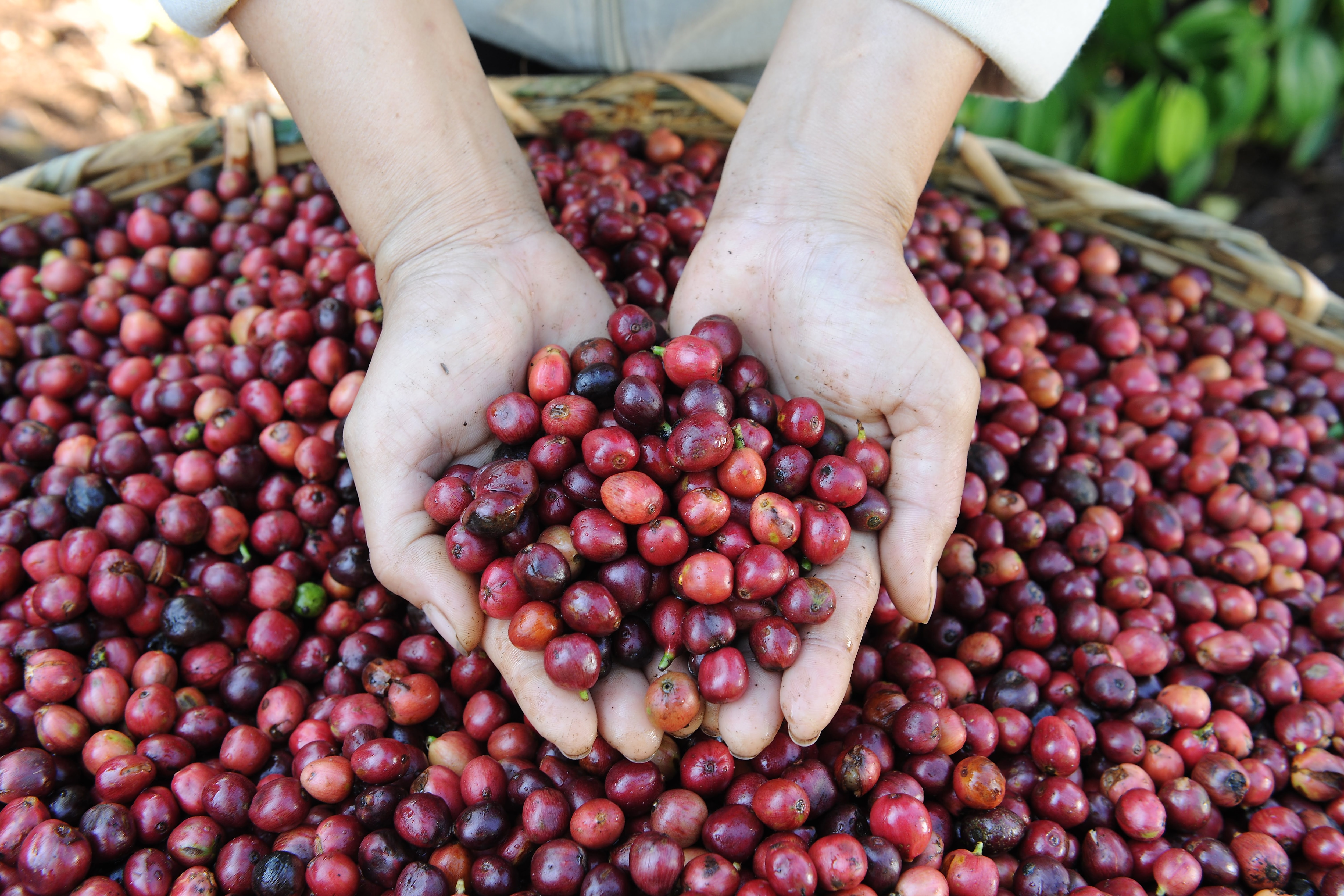 Arábica e Robusta