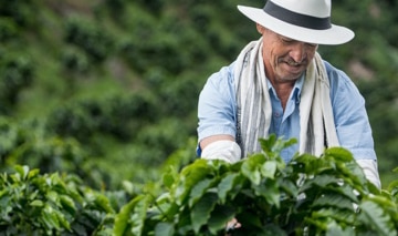 Agricultor de café