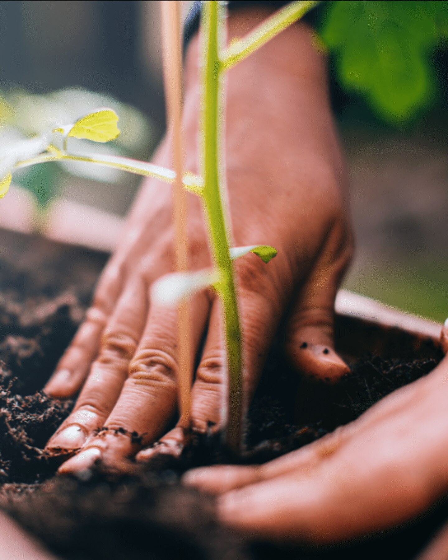 person planting a coffee bean sprout next to a paper-based pod