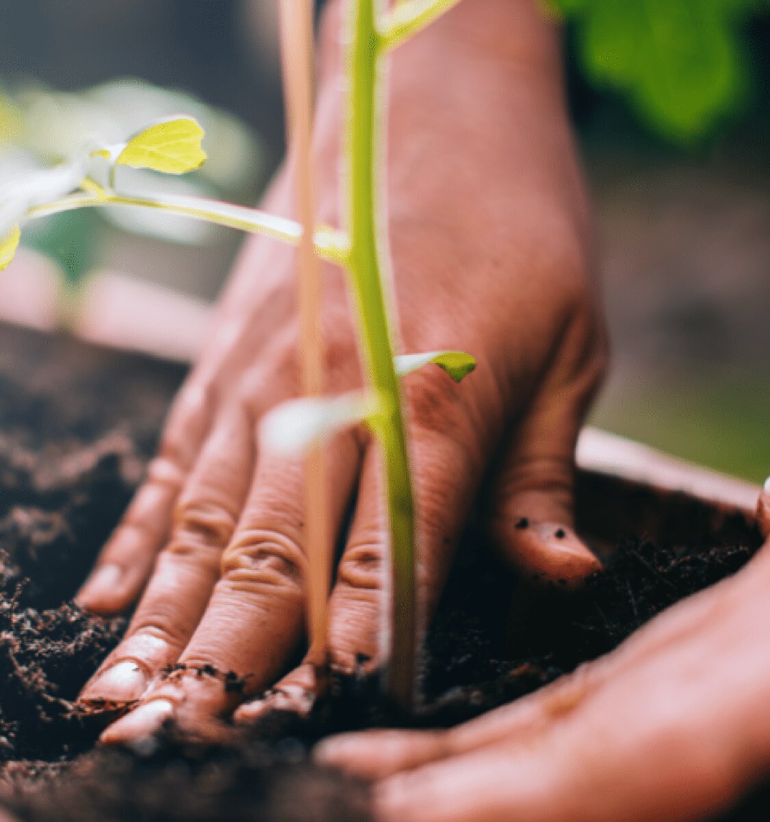 pessoa a plantar um pé de café junto a uma cápsula à base de papel compostável