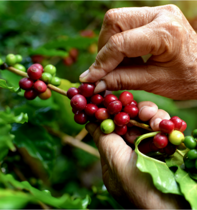 person picking coffee beans