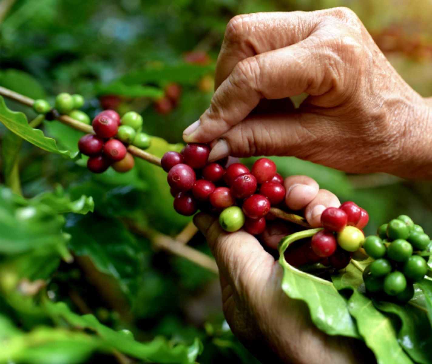 person picking coffee beans